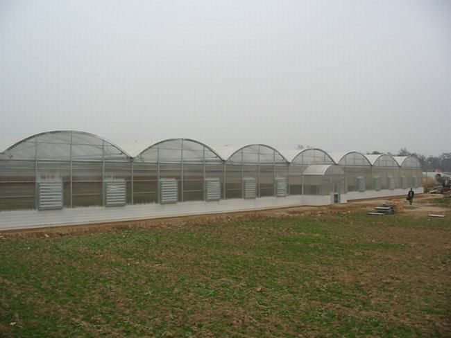 2005年建成的甘谷花卉温室