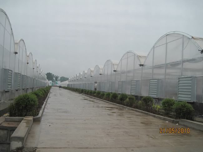 2008年建成的洛南烟草育苗联栋温室